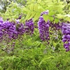 里山に咲く藤の花