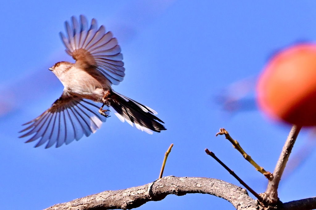今年も飛びま〜〜す＾＾