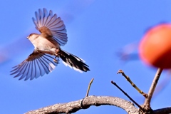 今年も飛びま〜〜す＾＾