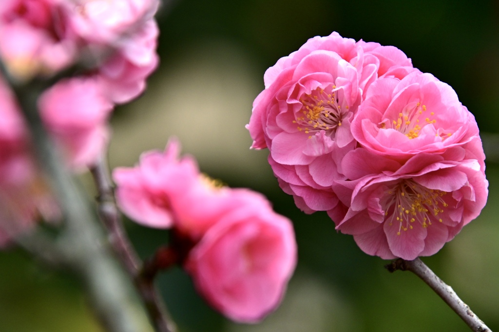 花お菓子はいかがですか〜‼︎