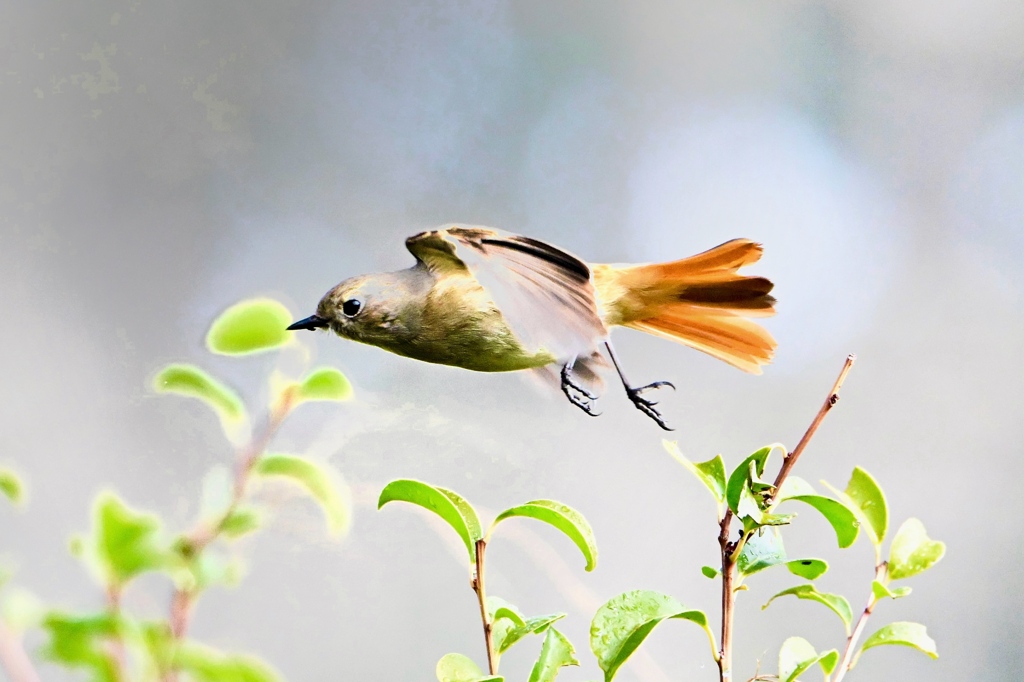 ジョビ子の飛翔