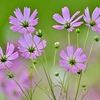 ピンクの花園