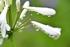 雫群がる白い花