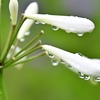 雫群がる白い花