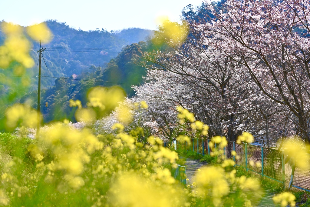 散歩道に咲く花