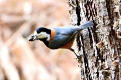 雄叫びのヤマちゃん＾＾