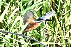 幼鳥初登場