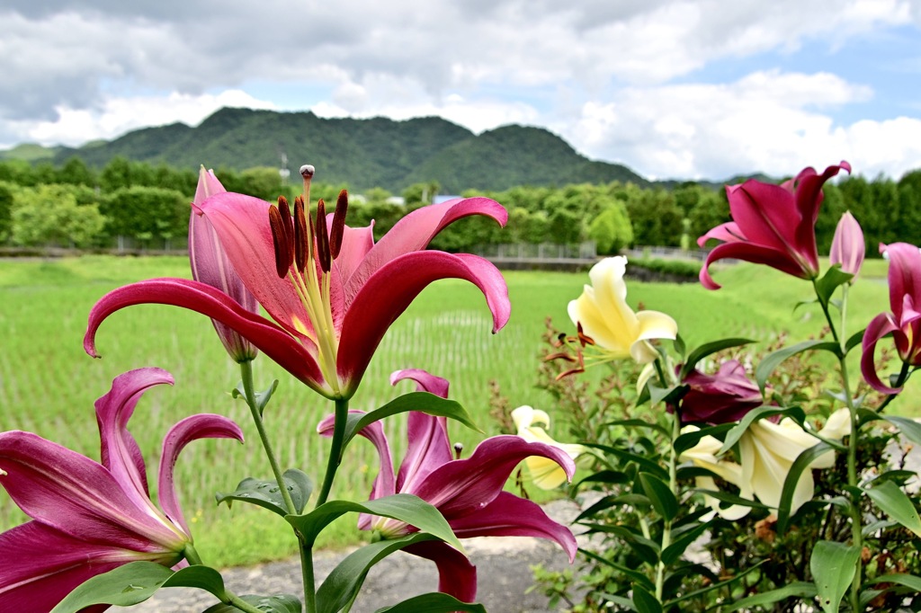 故郷の夏