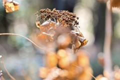 輝く枯れ紫陽花