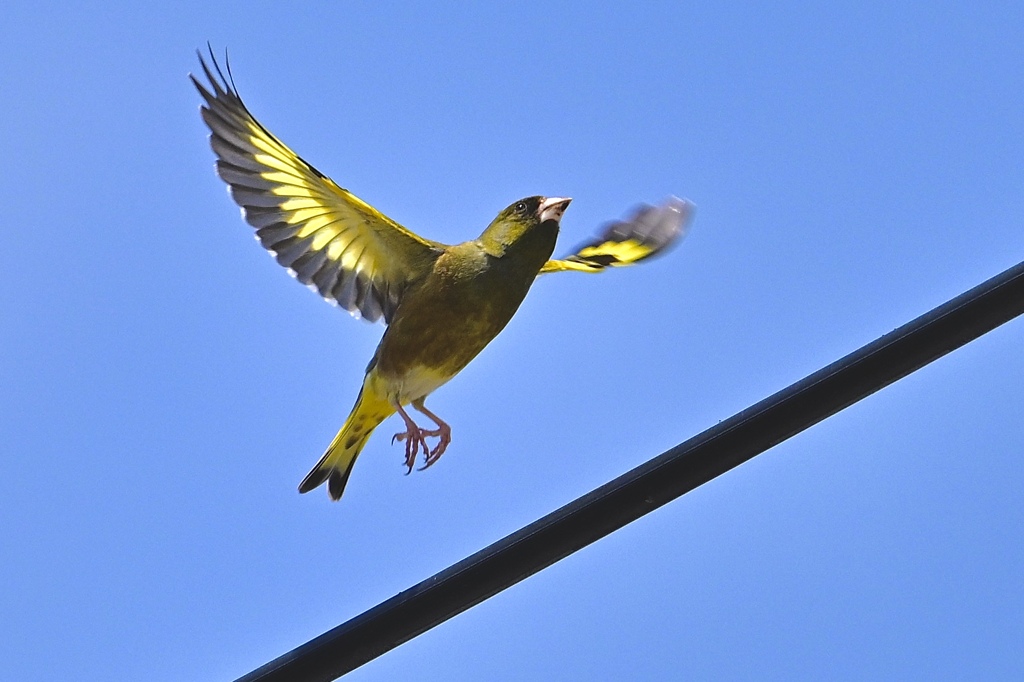 青空を飛ぶカワラヒワ