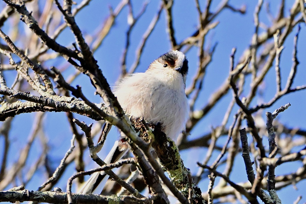 モフモフちゃん