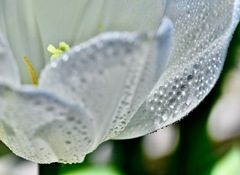 雨上がりのチューリップ