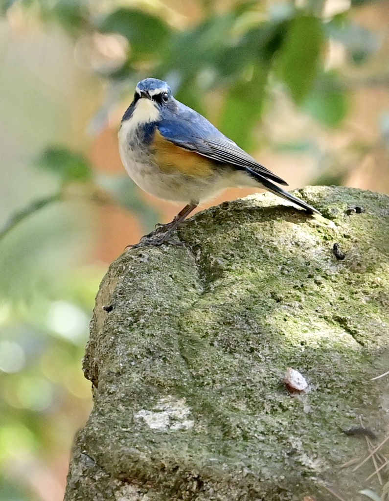 幸せの青い鳥