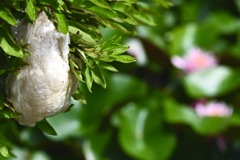 モリアオガエルの卵塊と睡蓮