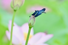 蓮池のチョウトンボ