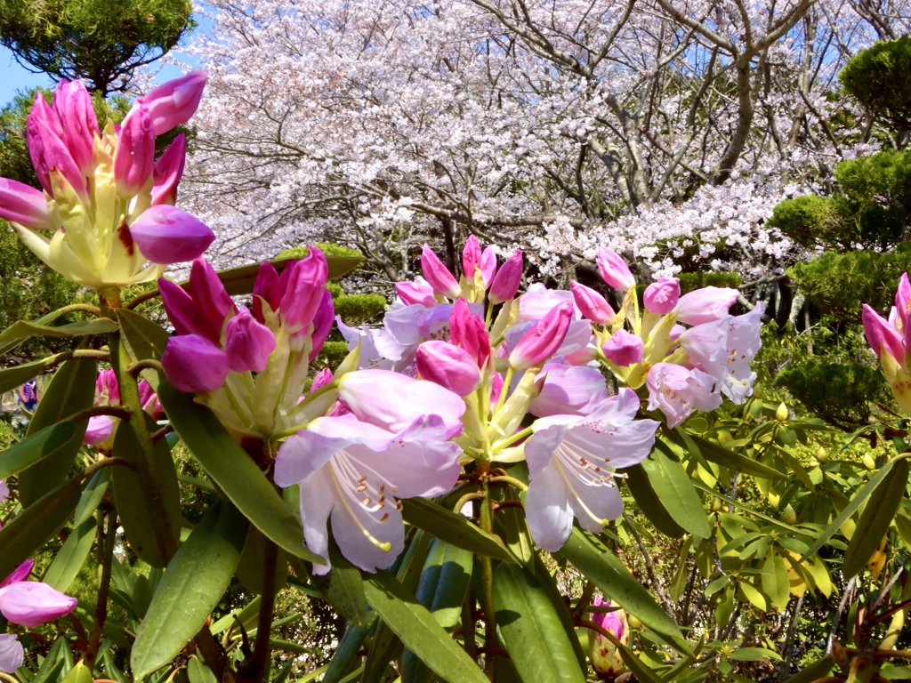 シャクナゲも桜も…欲張りな休日