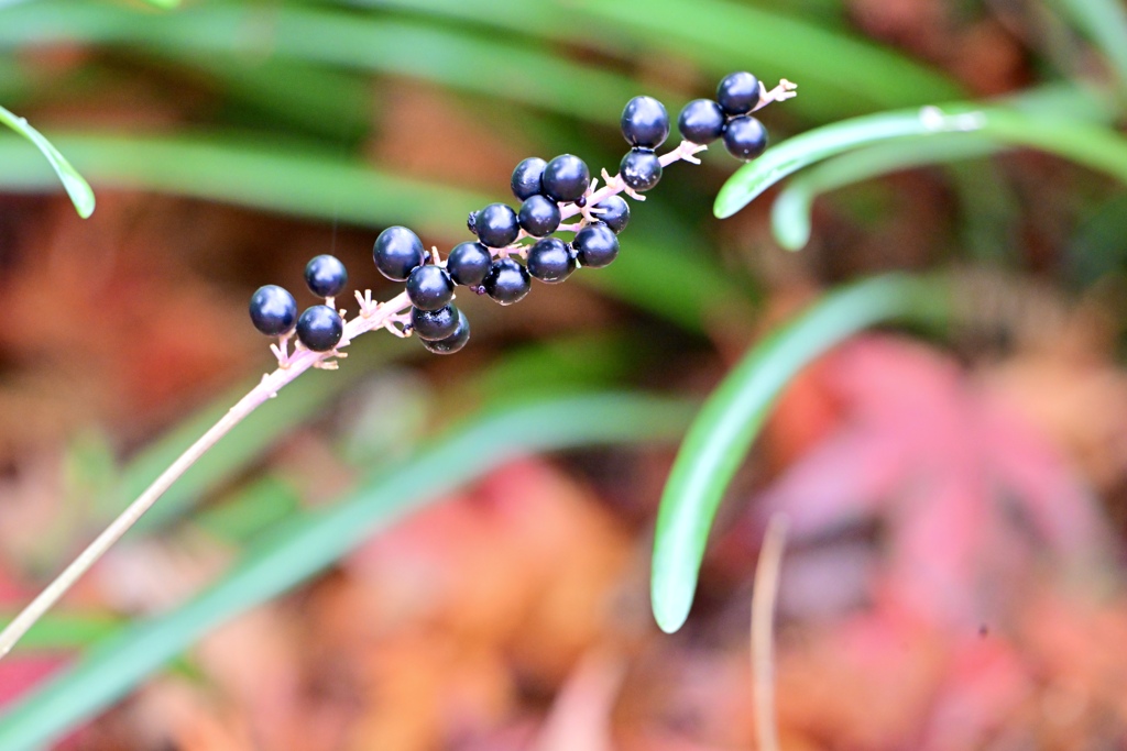 ヤブランの実熟れる