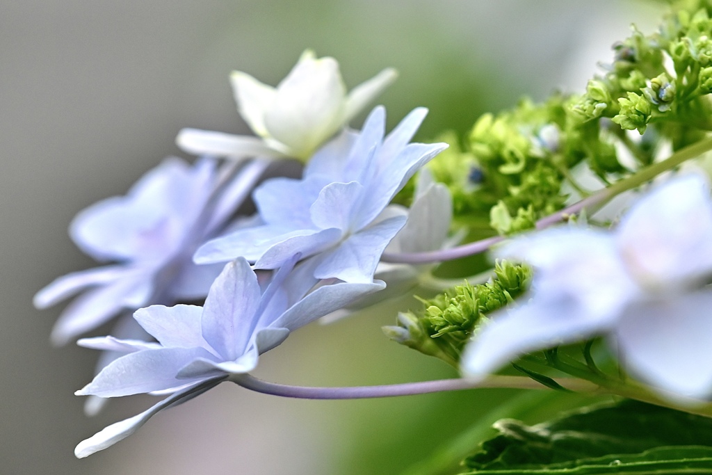 盛りの紫陽花