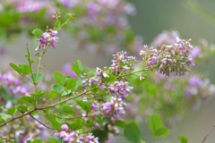 萩の花満開