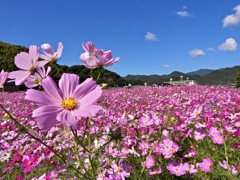 青空に映えるコスモス