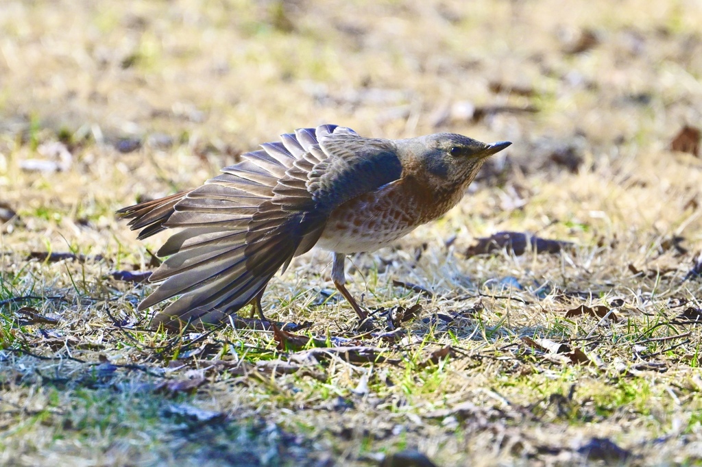 ハチジョウさんの舞