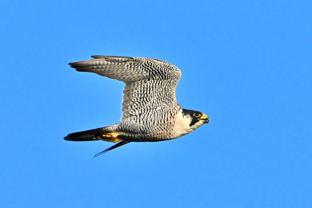 ハヤブサの勇姿