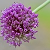 垂れ下がる花