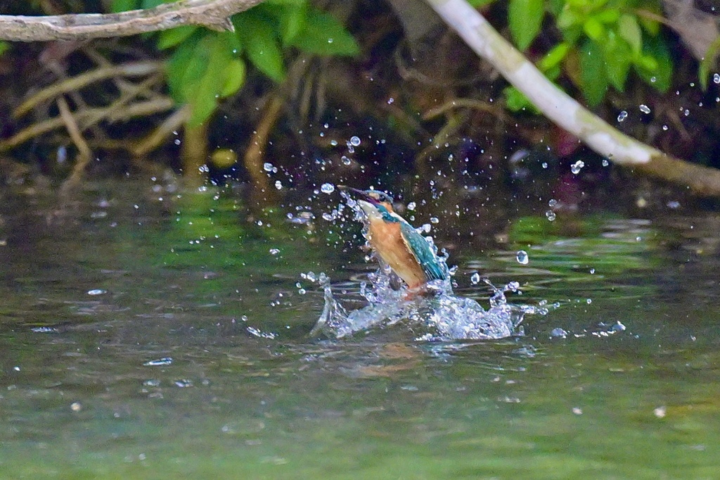 カワちゃんの水浴び‼︎