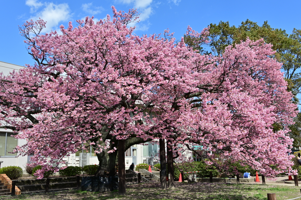 校庭に咲く蓬莱桜