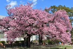 校庭に咲く蓬莱桜