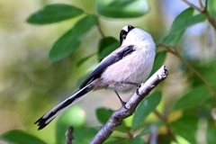 キュートなエナガさん