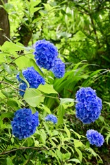 紫陽花