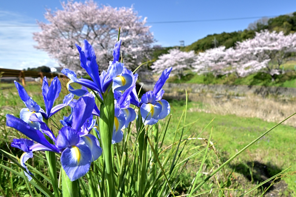 アヤメと桜咲く春