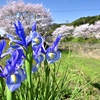 アヤメと桜咲く春