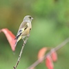 秋を愛でるカワラヒワさん