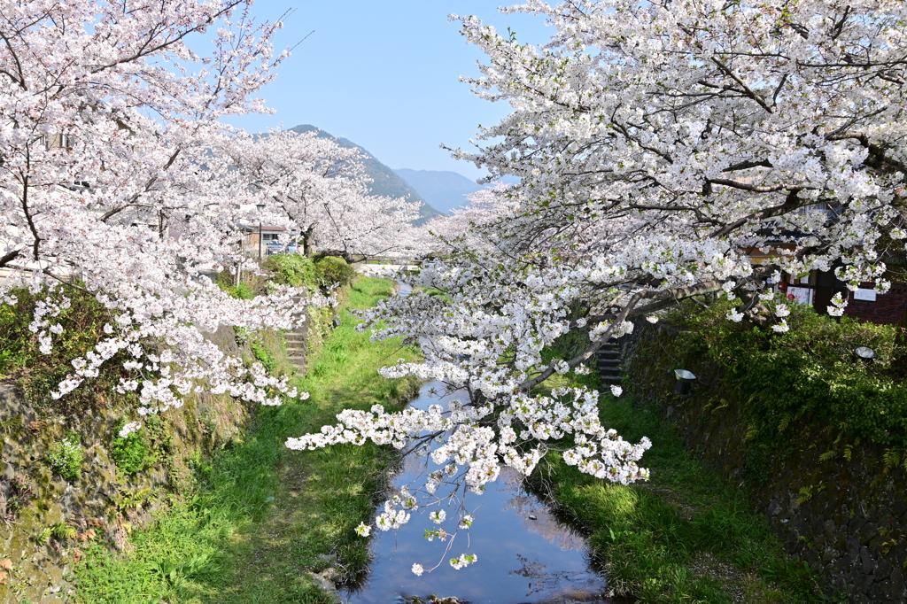 春爛漫