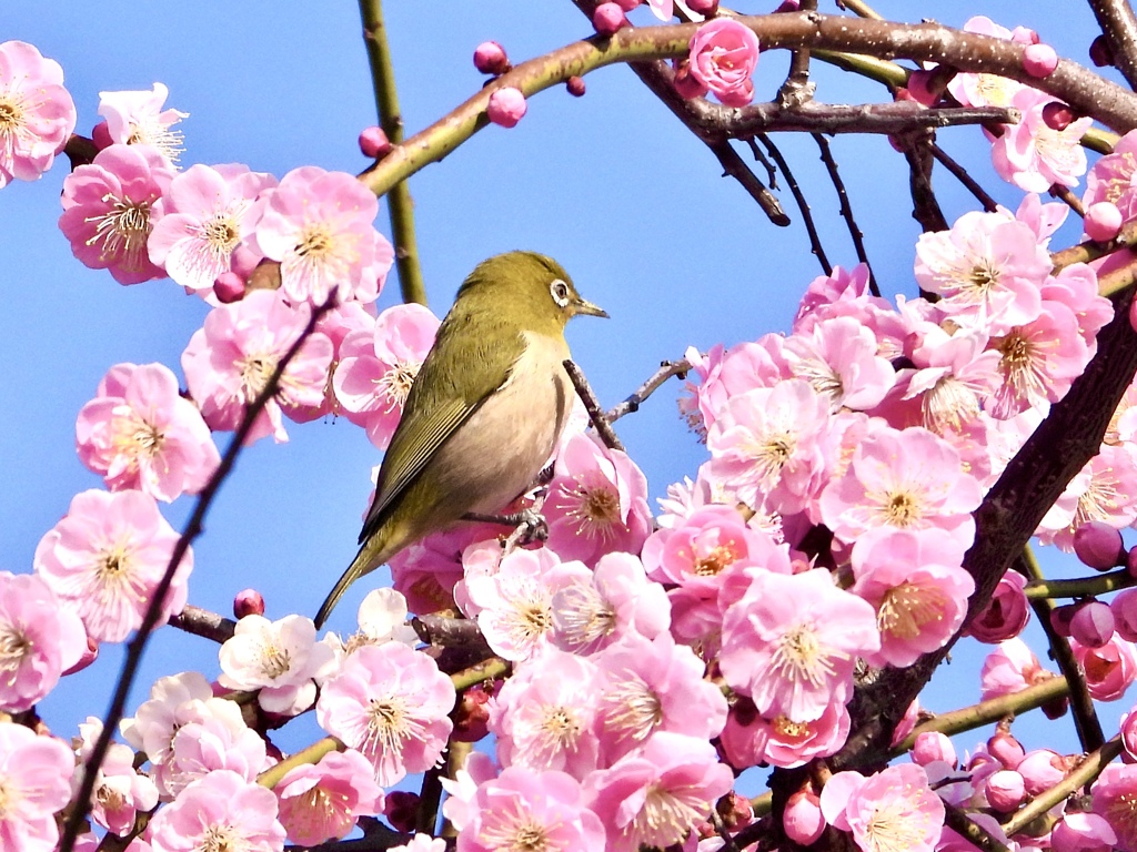 ウメジローお帰り！