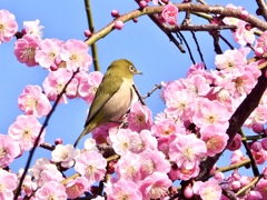 ウメジローお帰り！