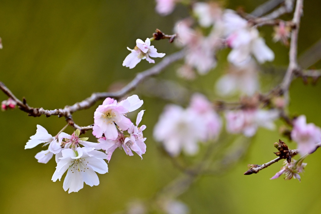 咲き続ける10月桜