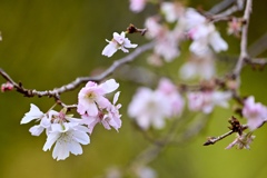 咲き続ける10月桜