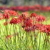  彼岸花咲く里