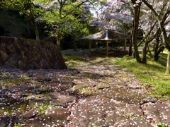 東屋と散り始めた桜