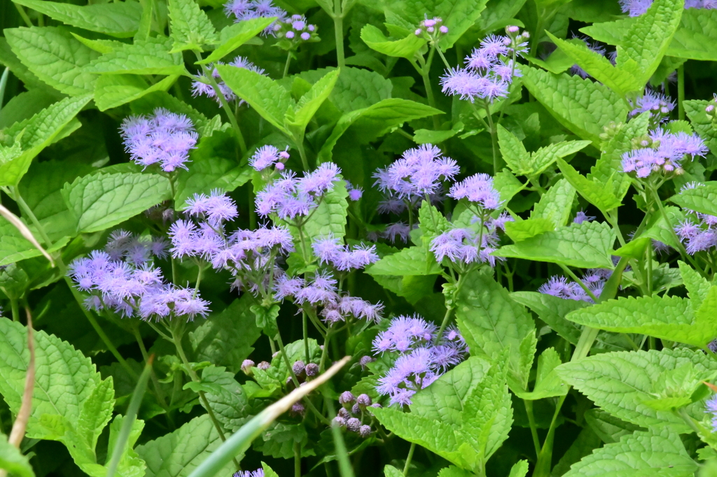 密かに咲く花