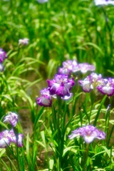 華やかな菖蒲