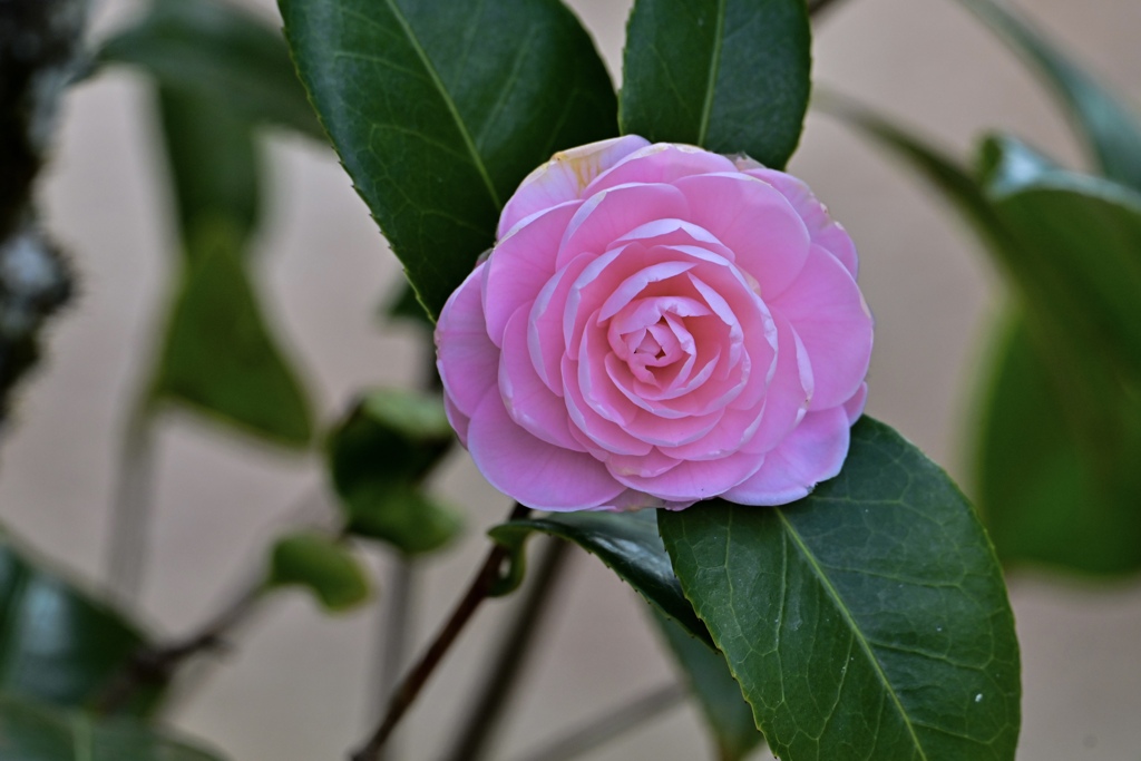 もう乙女椿が咲きました