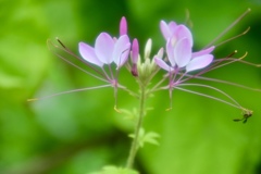 お寺の畑1