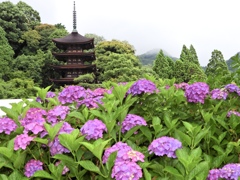 五重塔とアジサイ