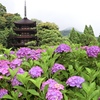 五重塔とアジサイ