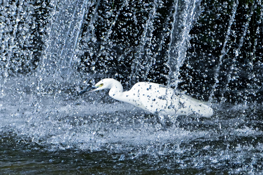 修行するコサギさん！