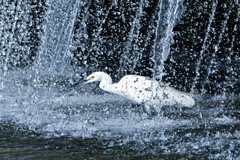 修行するコサギさん！